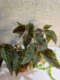 🌿 Begonia "Ala de ángel" - Contraste de colores