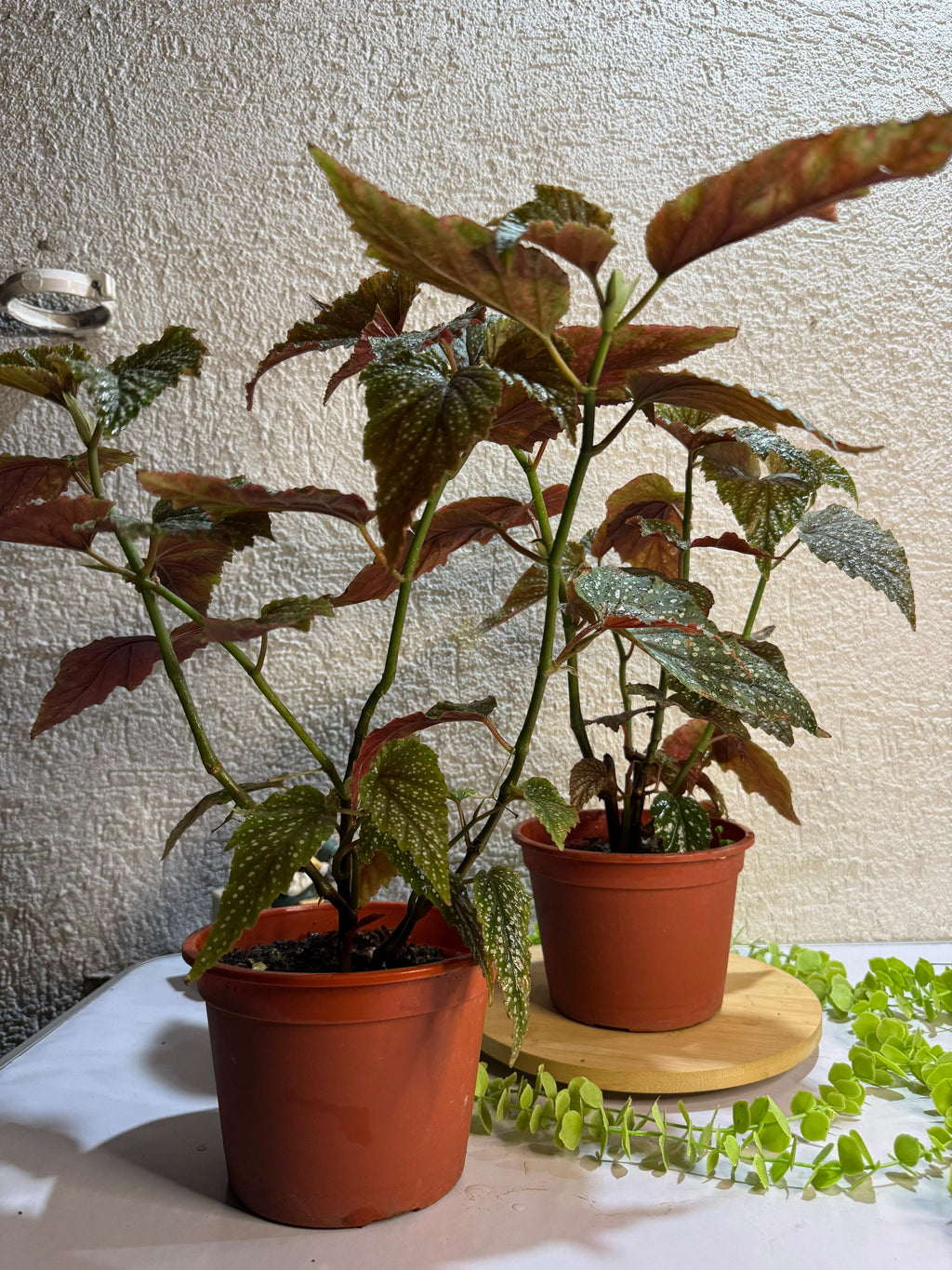 🌿 Begonia "Ala de ángel" - Contraste de colores