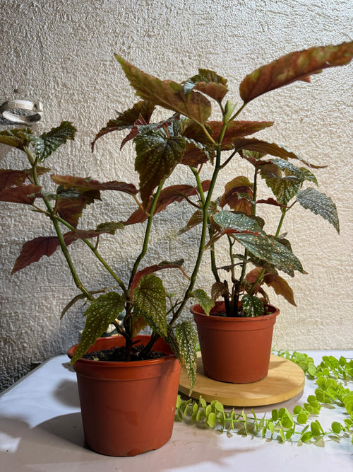 🌿 Begonia "Ala de ángel" - Contraste de colores