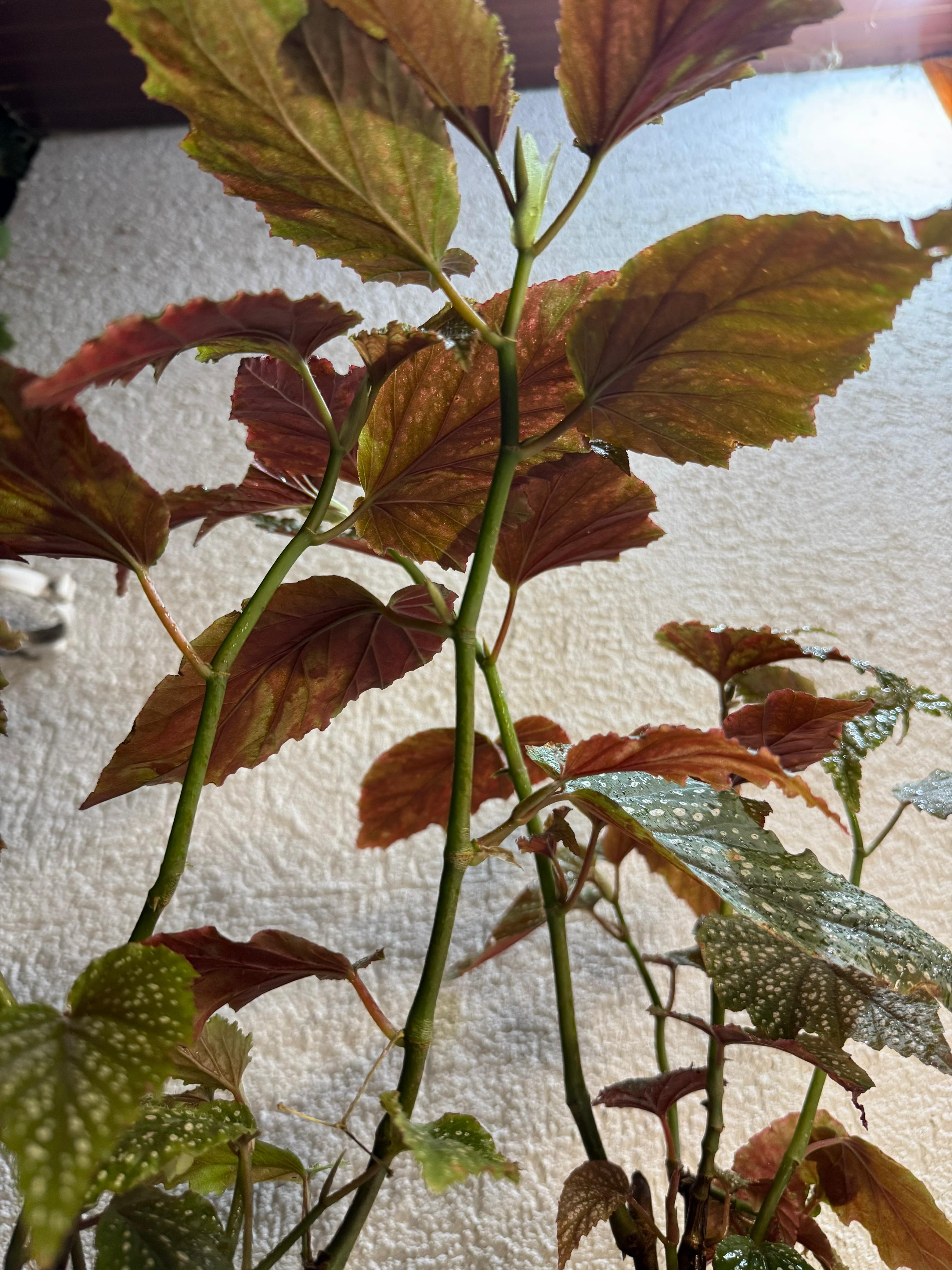 🌿 Begonia "Ala de ángel" - Contraste de colores
