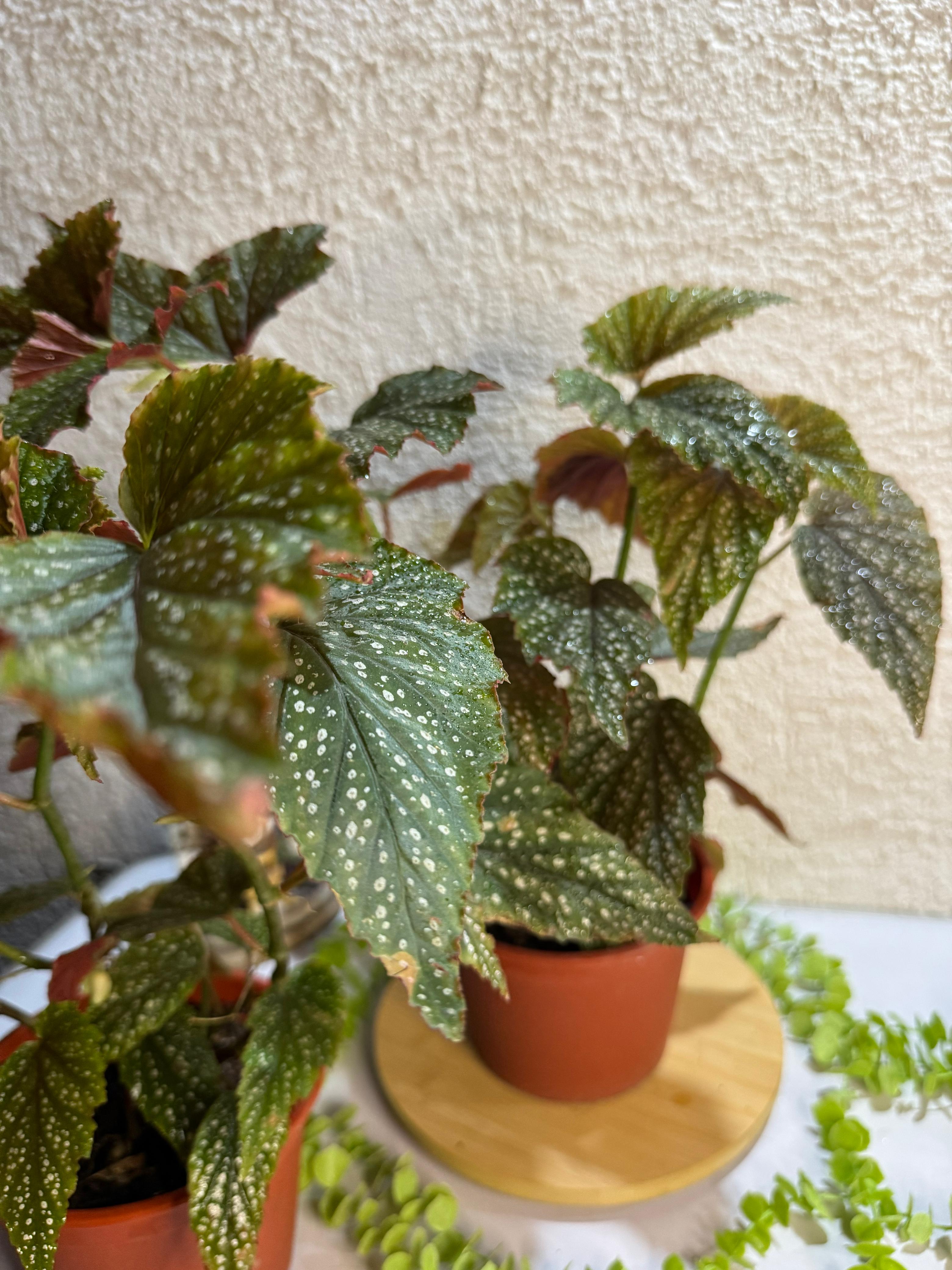 🌿 Begonia "Ala de ángel" - Contraste de colores
