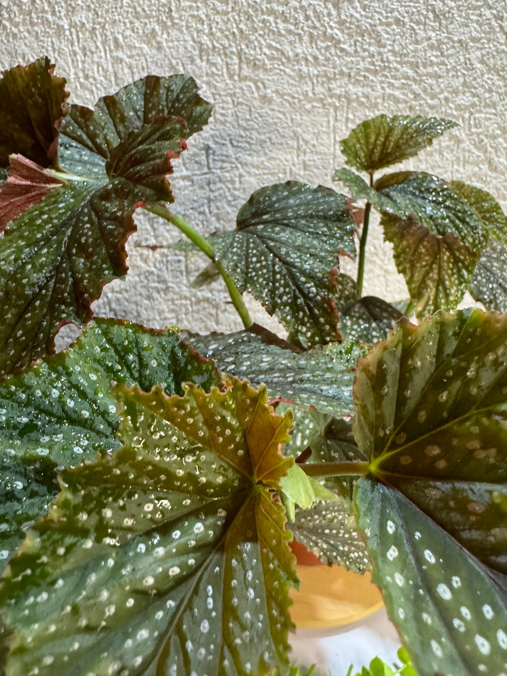 🌿 Begonia "Ala de ángel" - Contraste de colores