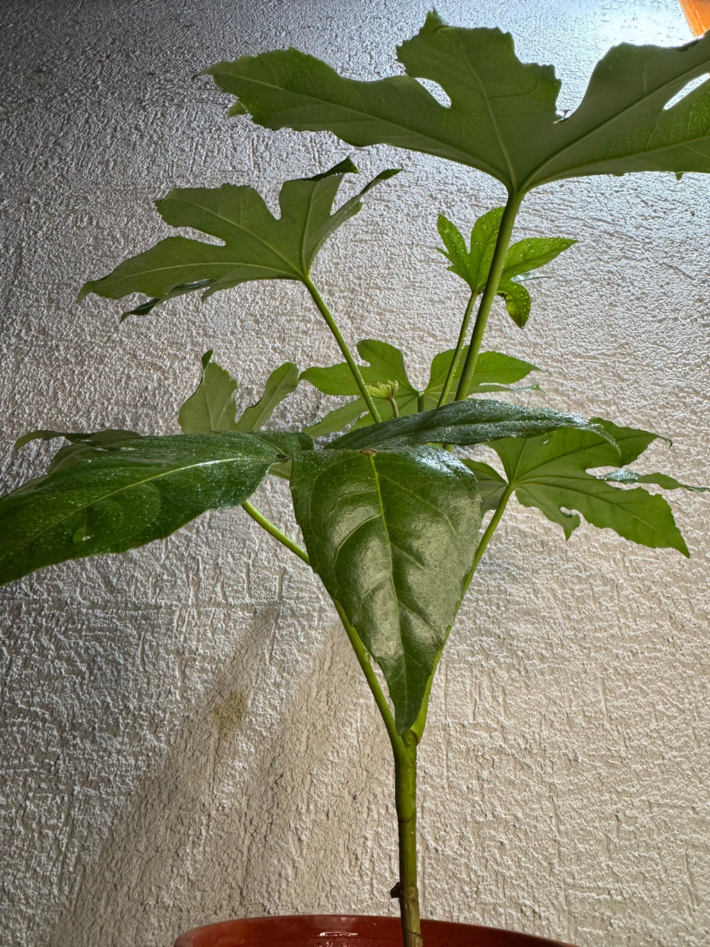 🌿 Aralia – Elegancia natural para tu hogar