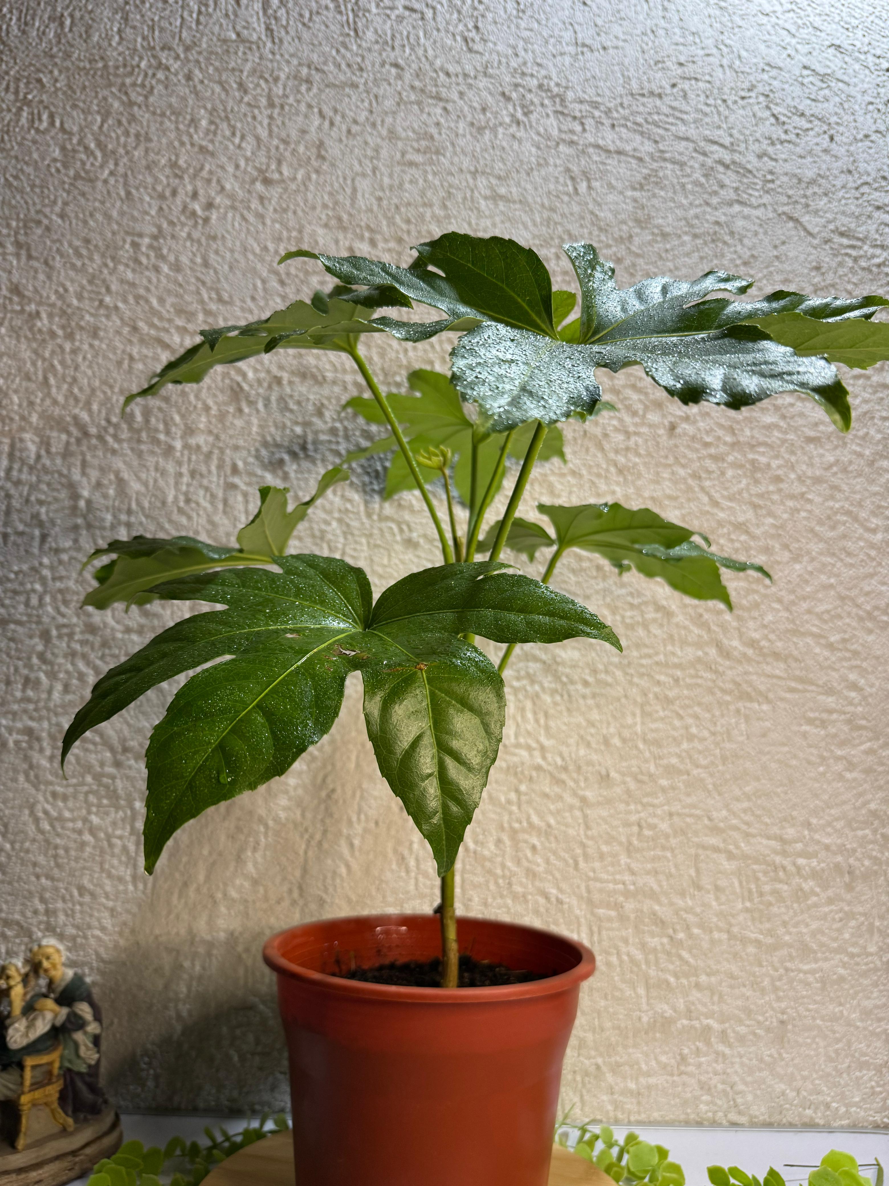 🌿 Aralia – Elegancia natural para tu hogar