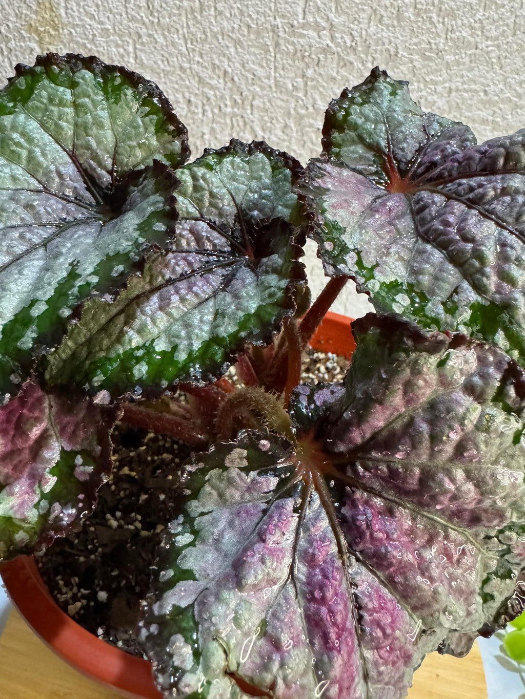🌿 Begonia Rex - Para espacios sofisticados