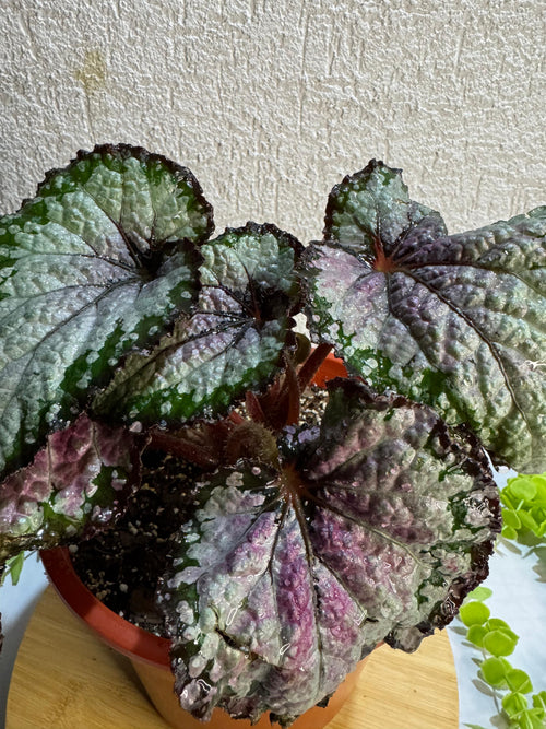 🌿 Begonia Rex - Para espacios sofisticados