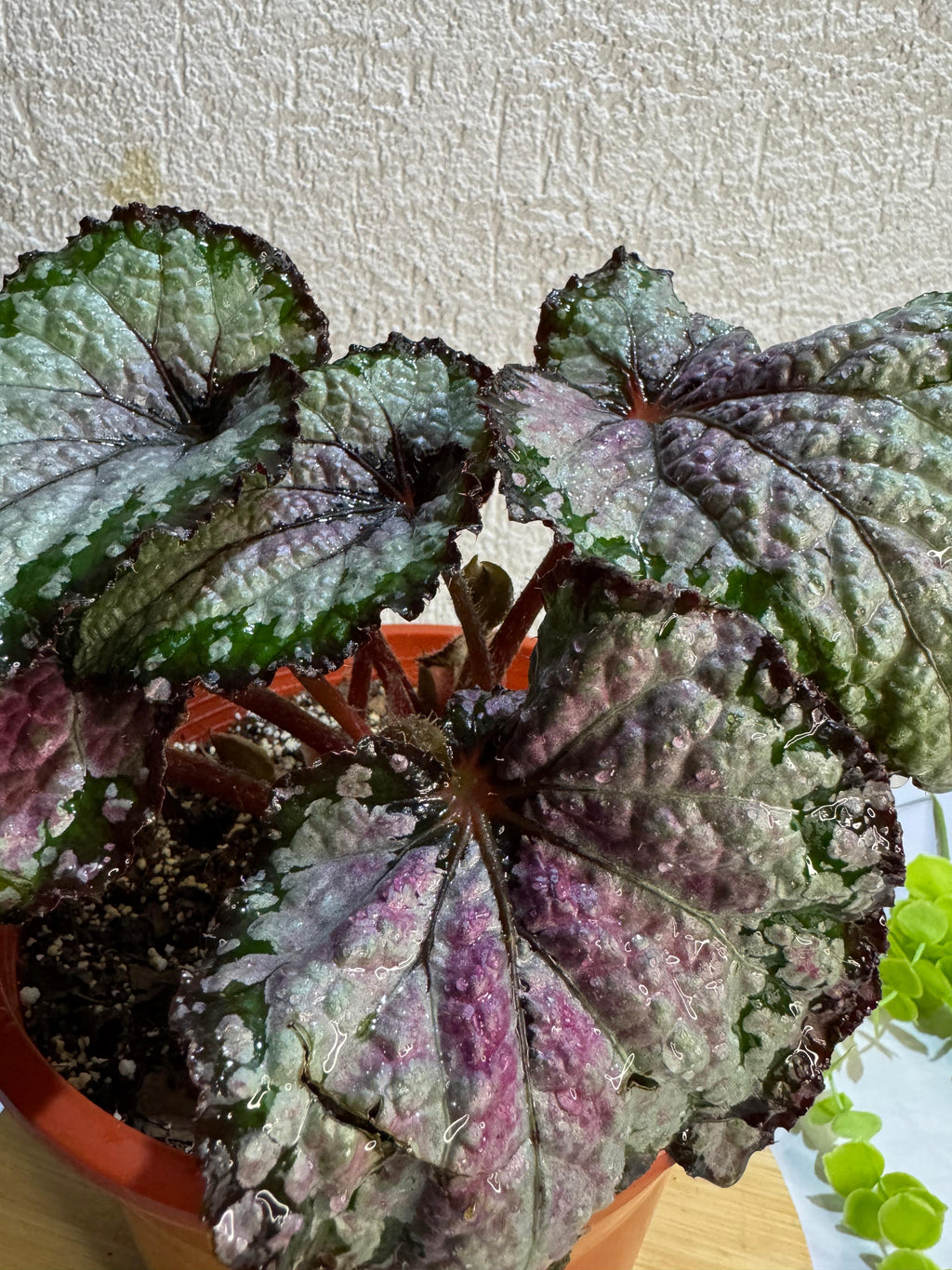 🌿 Begonia Rex - Para espacios sofisticados