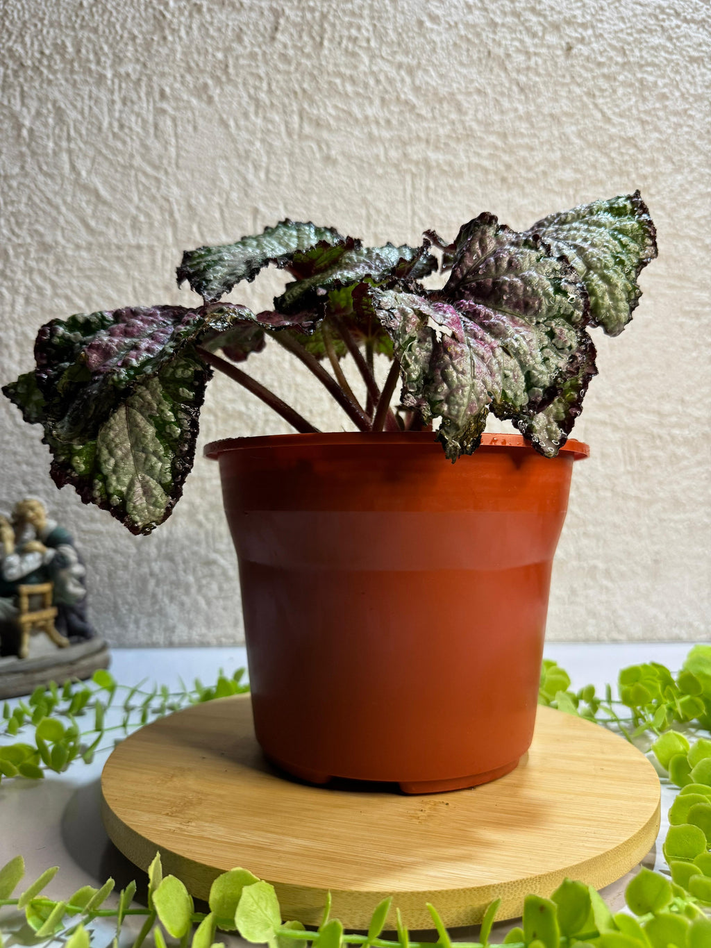 🌿 Begonia Rex - Para espacios sofisticados