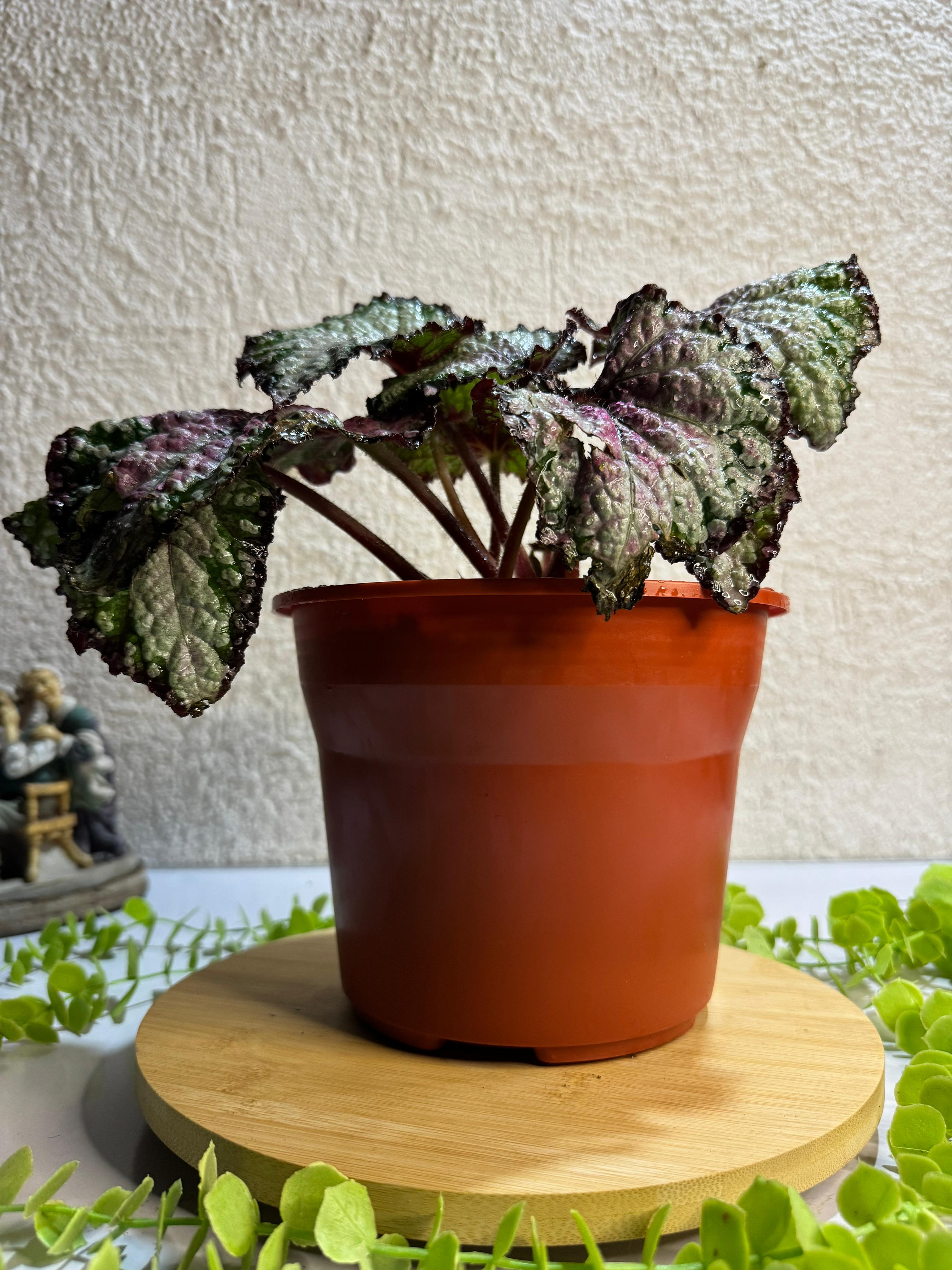 🌿 Begonia Rex - Para espacios sofisticados