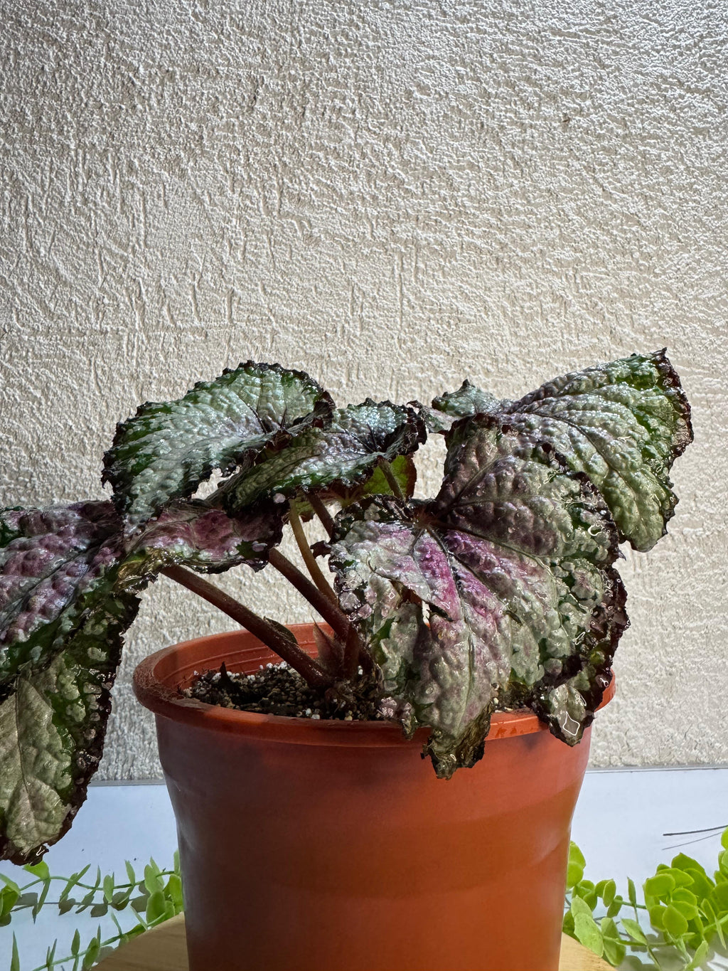 🌿 Begonia Rex - Para espacios sofisticados