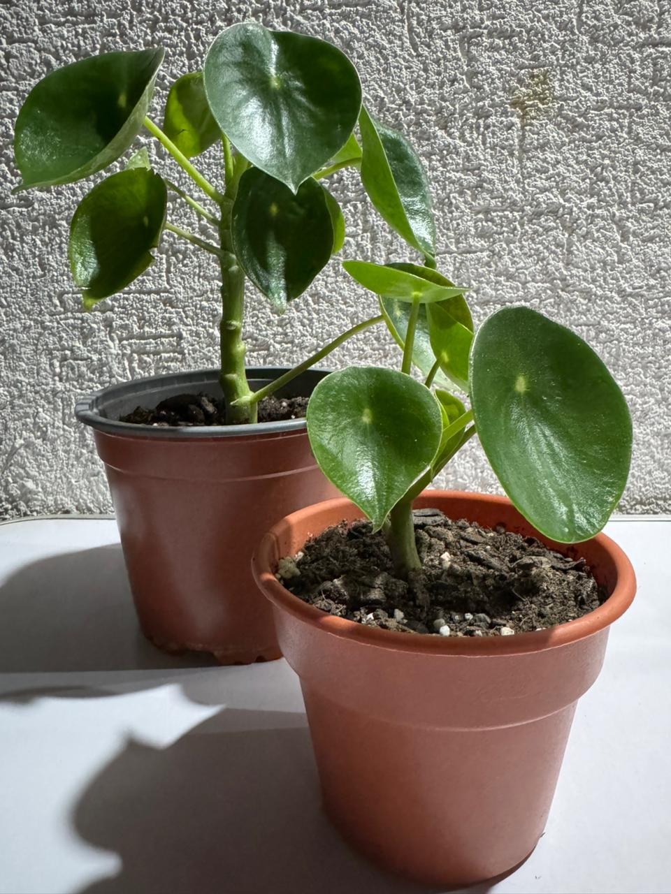 🌿 Peperomia Cucharita – Pequeña, brillante y llena de encanto
