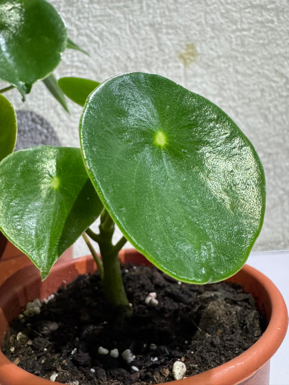 🌿 Peperomia Cucharita – Pequeña, brillante y llena de encanto