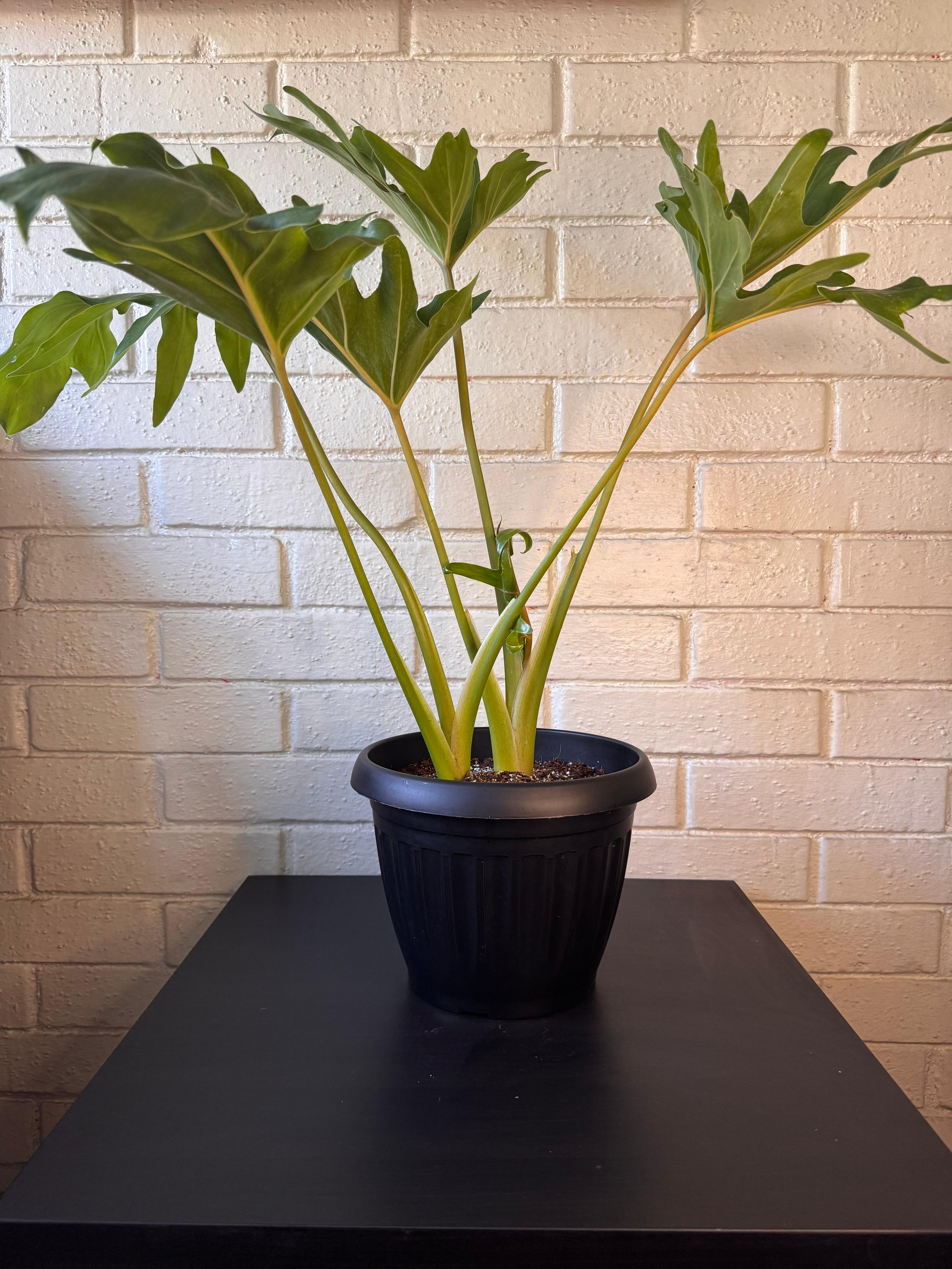 🌿 Filodendron Paraguayo - Crecimiento majestuoso