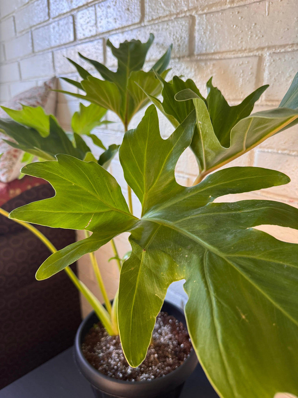 🌿 Filodendron Paraguayo - Crecimiento majestuoso