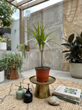 🌿 Dracaena Marginata – Estilo moderno y fácil de cuidar