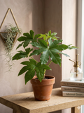 🌿 Aralia – Elegancia natural para tu hogar