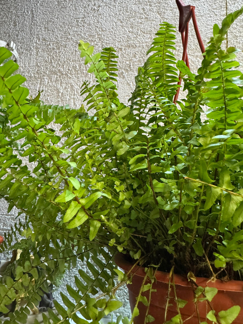 🌿 Helecho - Elegancia y frescura
