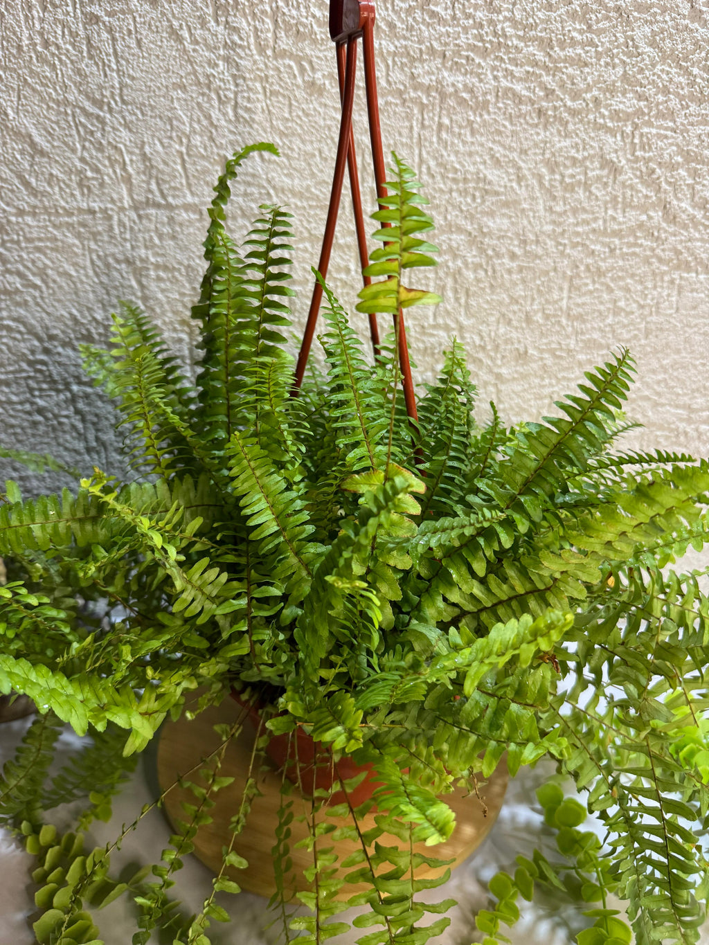🌿 Helecho - Elegancia y frescura