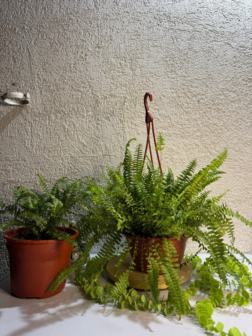 🌿 Helecho - Elegancia y frescura