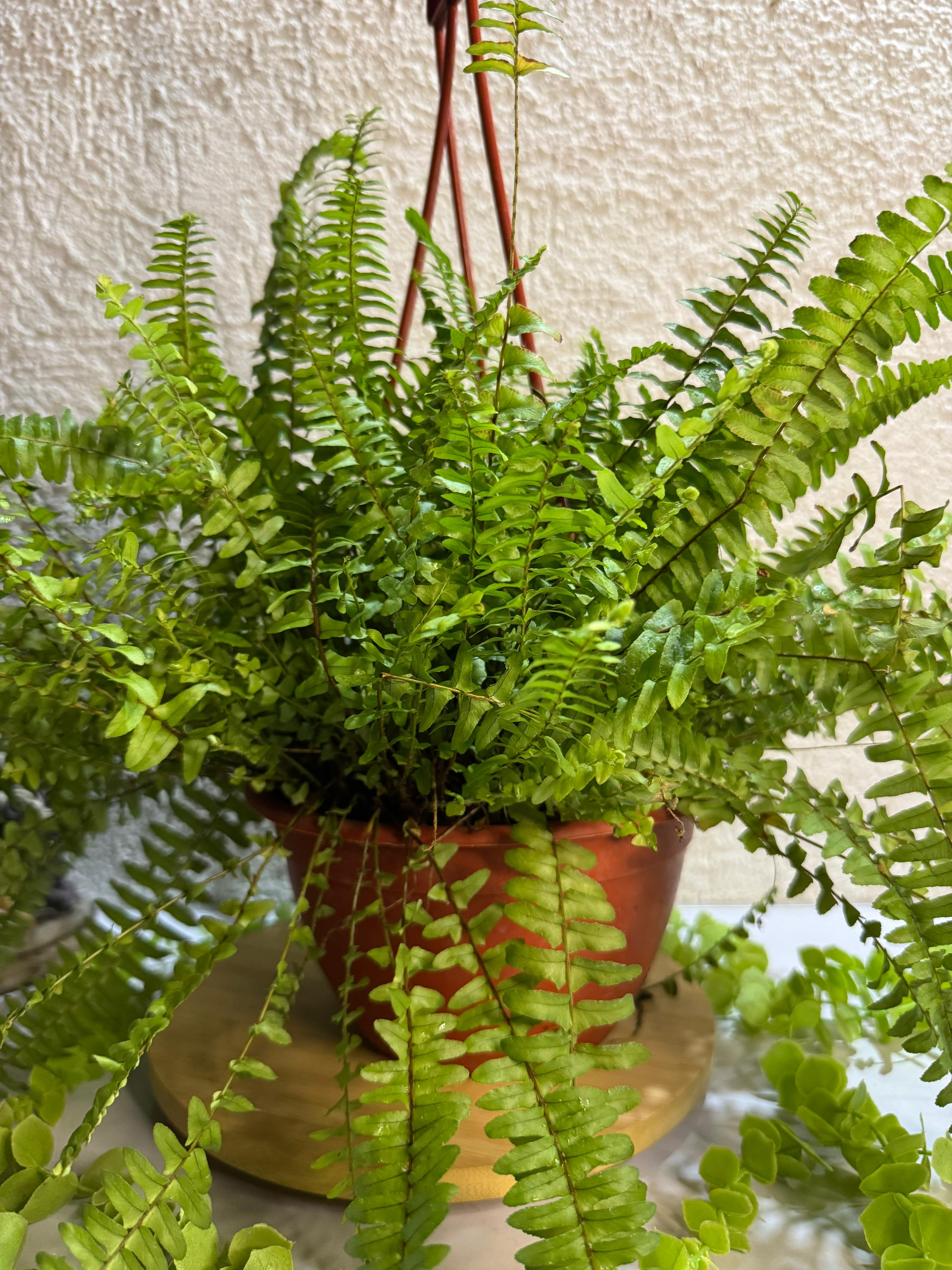 🌿 Helecho - Elegancia y frescura