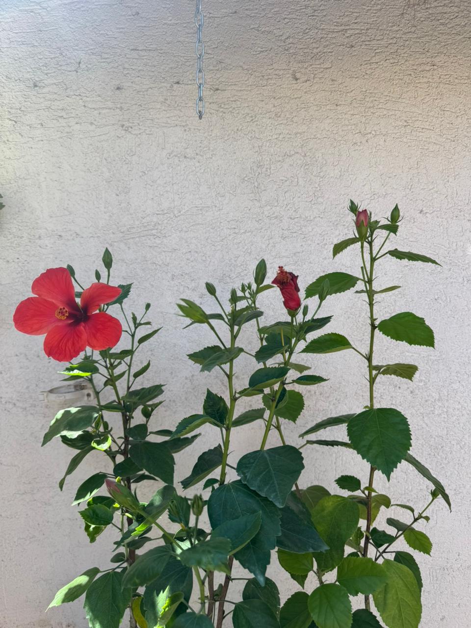 🌿 Hibisco - Práctica y decorativa