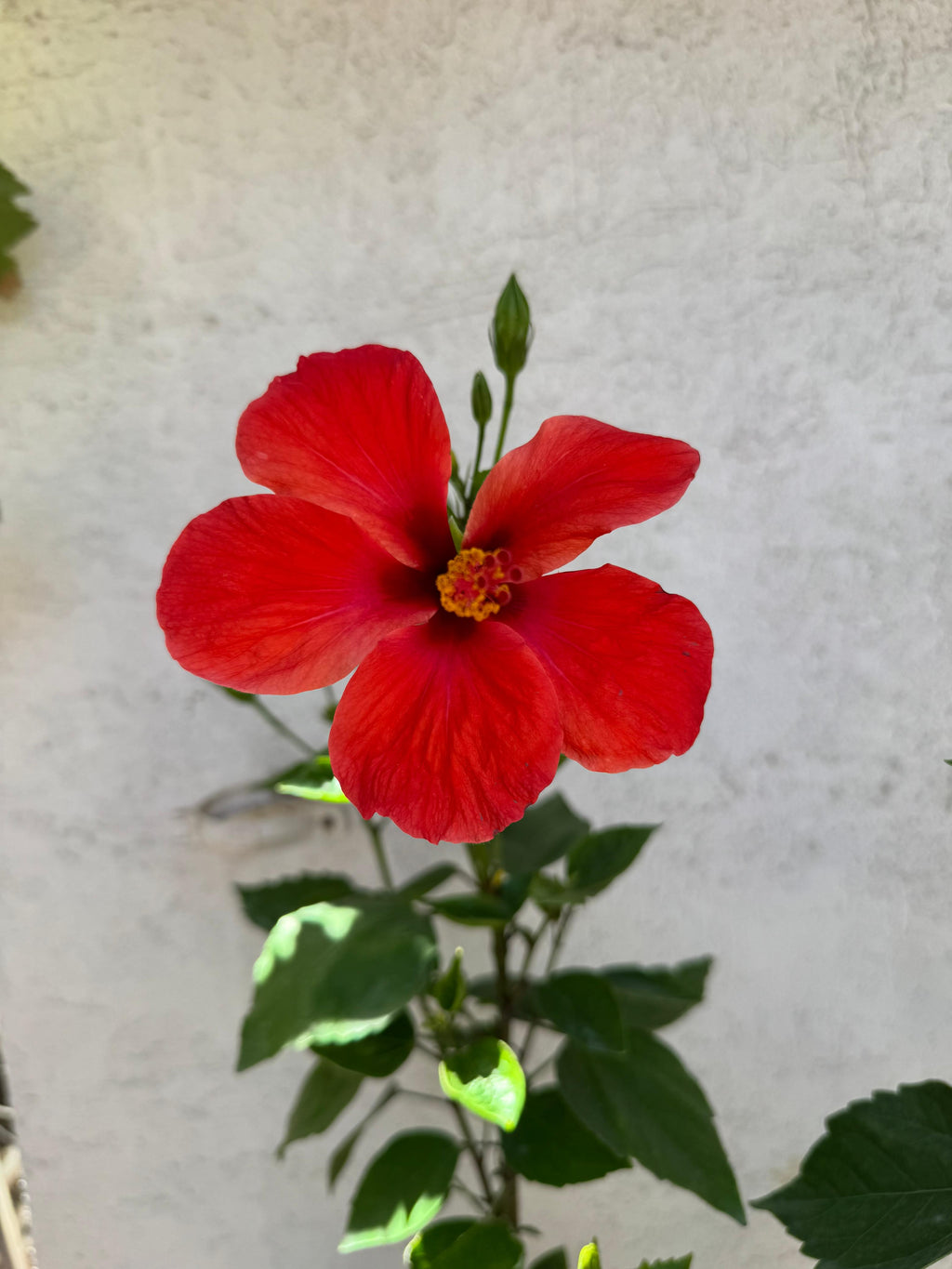 🌿 Hibisco - Práctica y decorativa