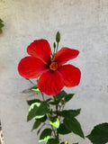 🌿 Hibisco - Práctica y decorativa