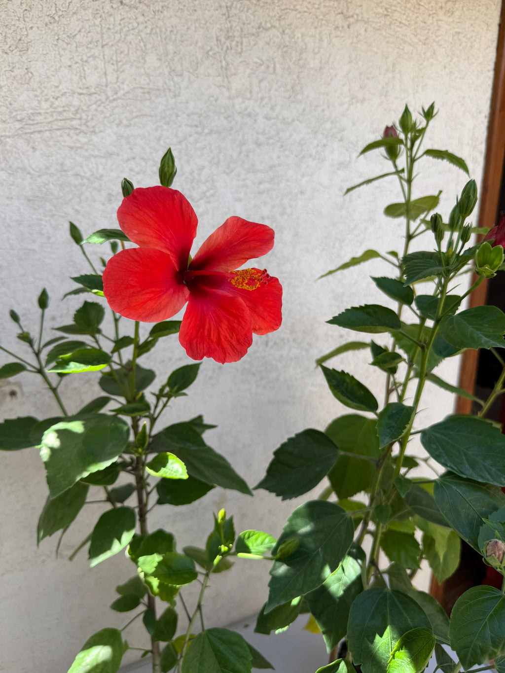 🌿 Hibisco - Práctica y decorativa