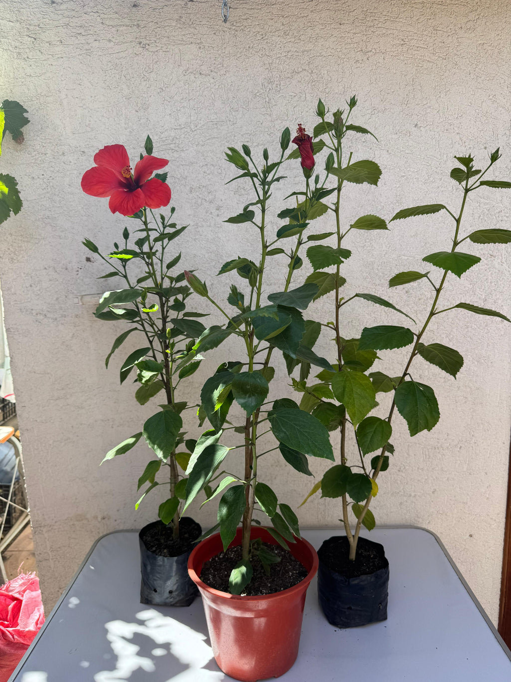 🌿 Hibisco - Práctica y decorativa