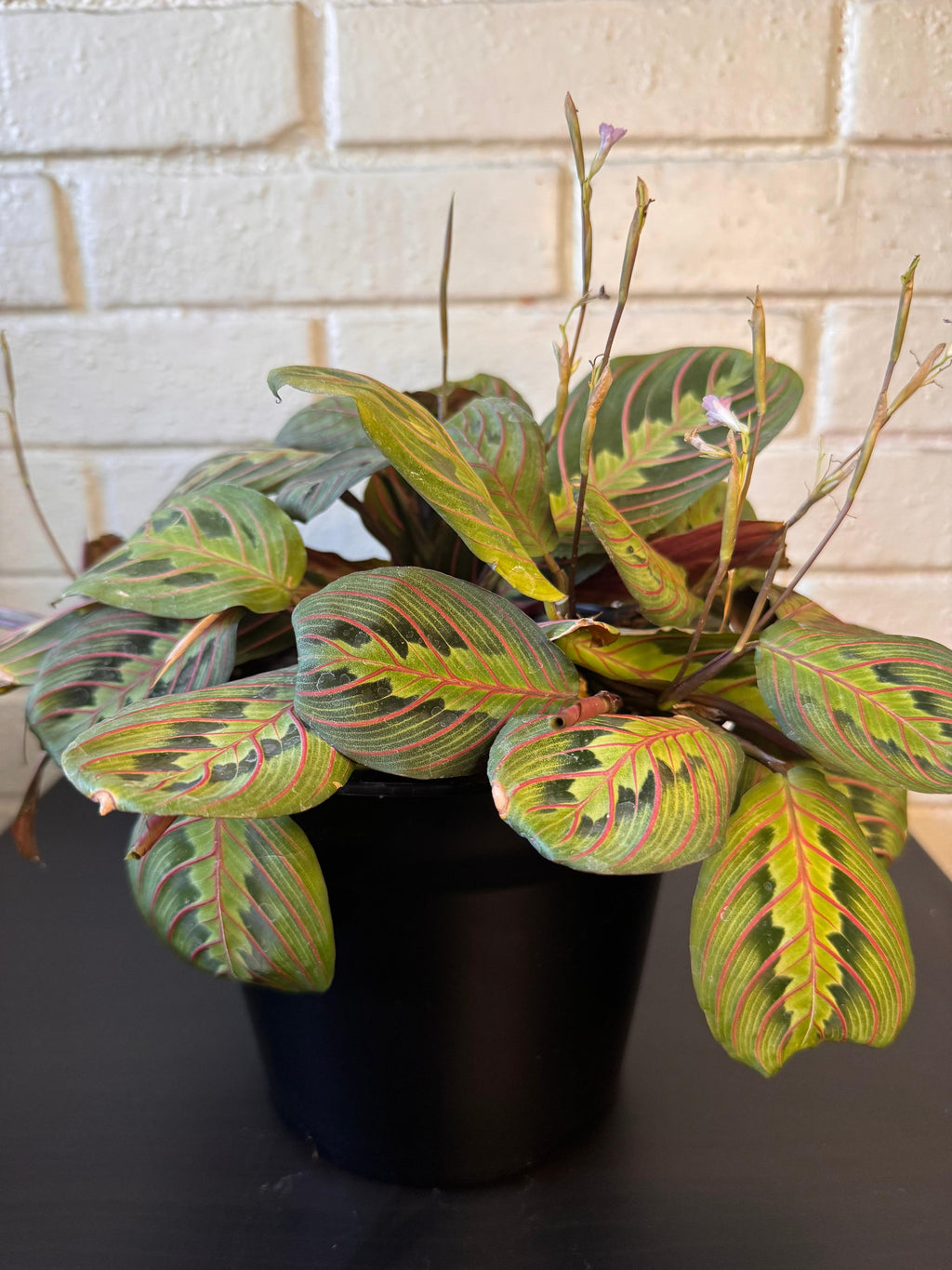 🌿 Maranta Leuconeura - Única y exclusiva