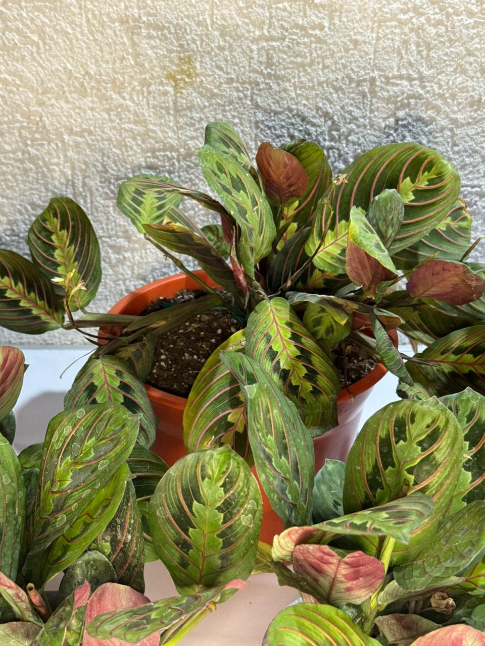 🌿 Maranta Leuconeura - Única y exclusiva