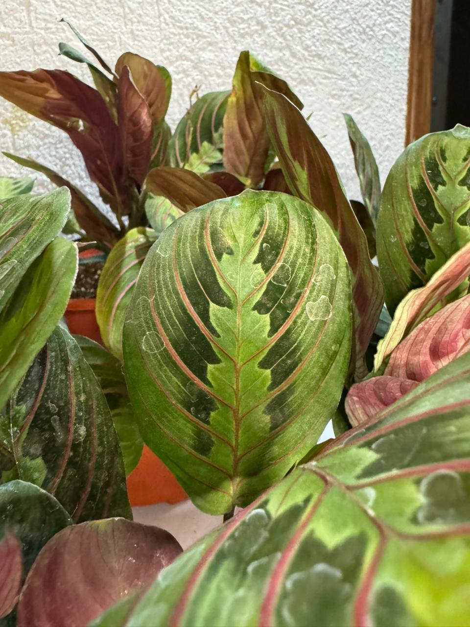 🌿 Maranta Leuconeura - Única y exclusiva