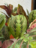 🌿 Maranta Leuconeura - Única y exclusiva
