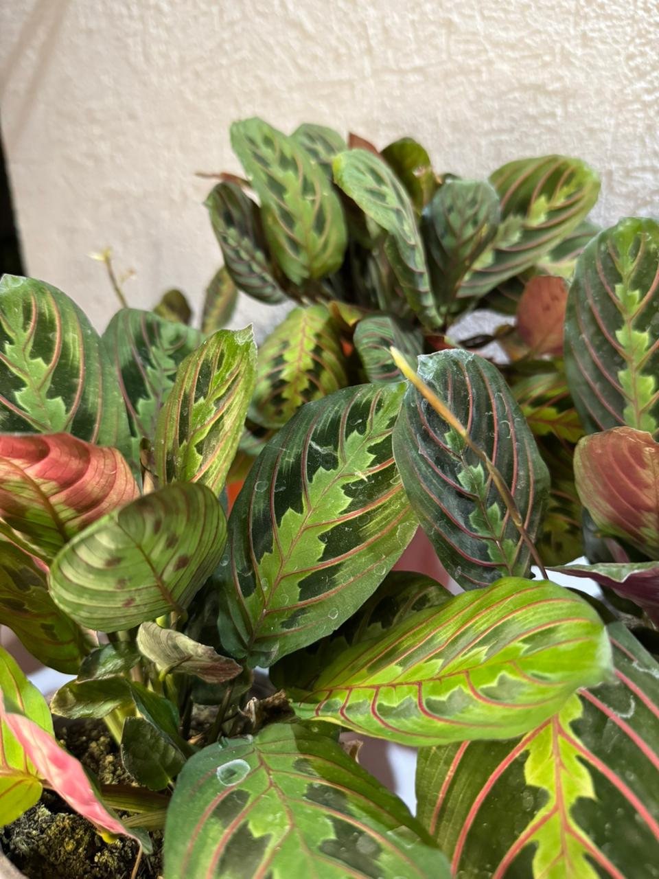 🌿 Maranta Leuconeura - Única y exclusiva