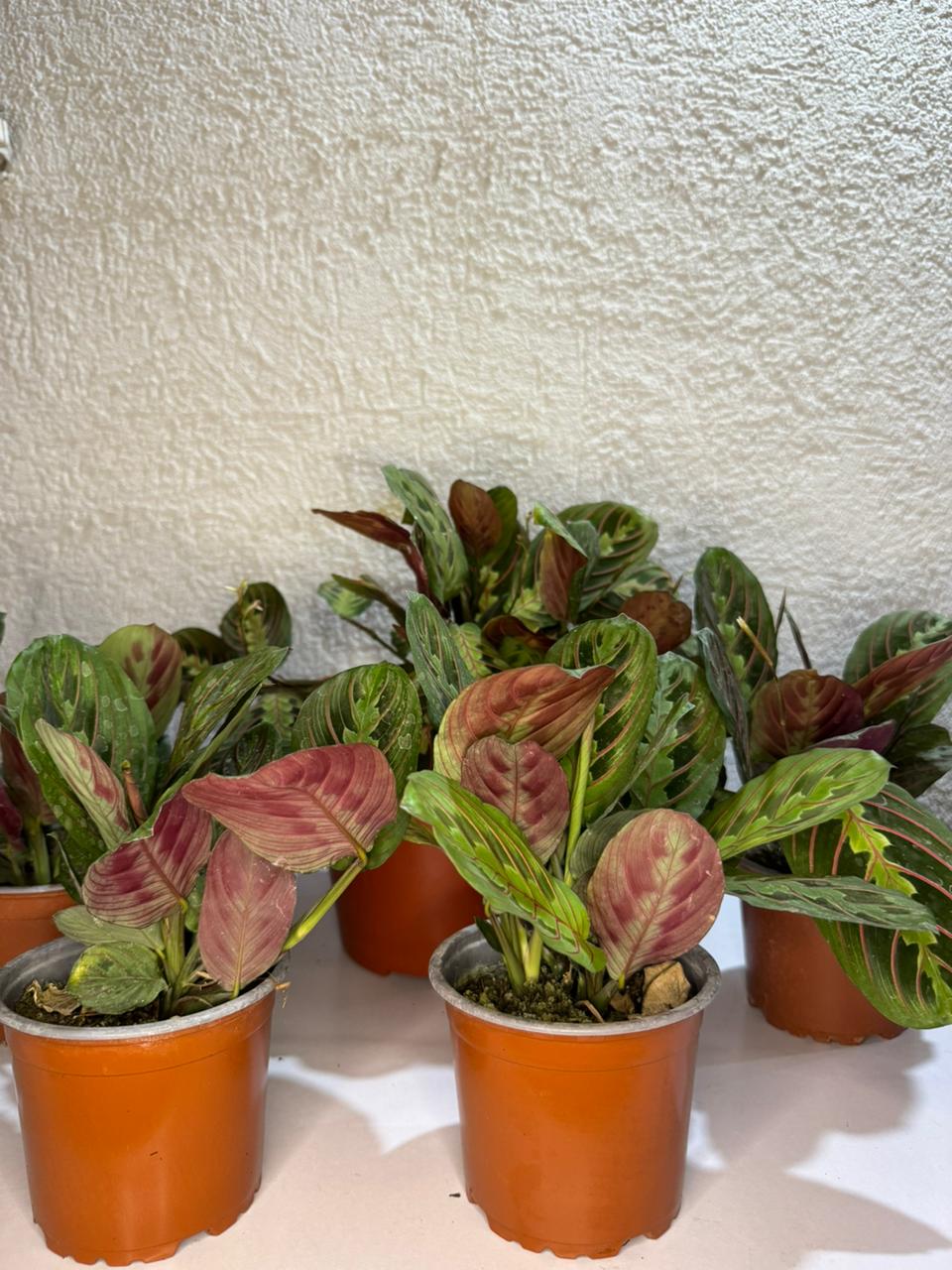 🌿 Maranta Leuconeura - Única y exclusiva
