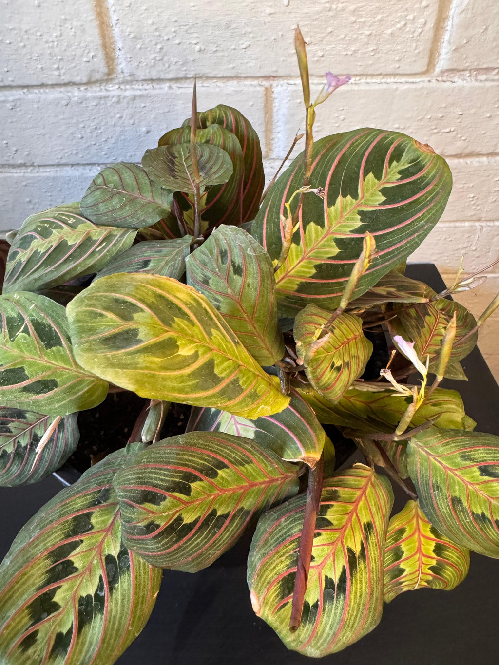🌿 Maranta Leuconeura - Única y exclusiva
