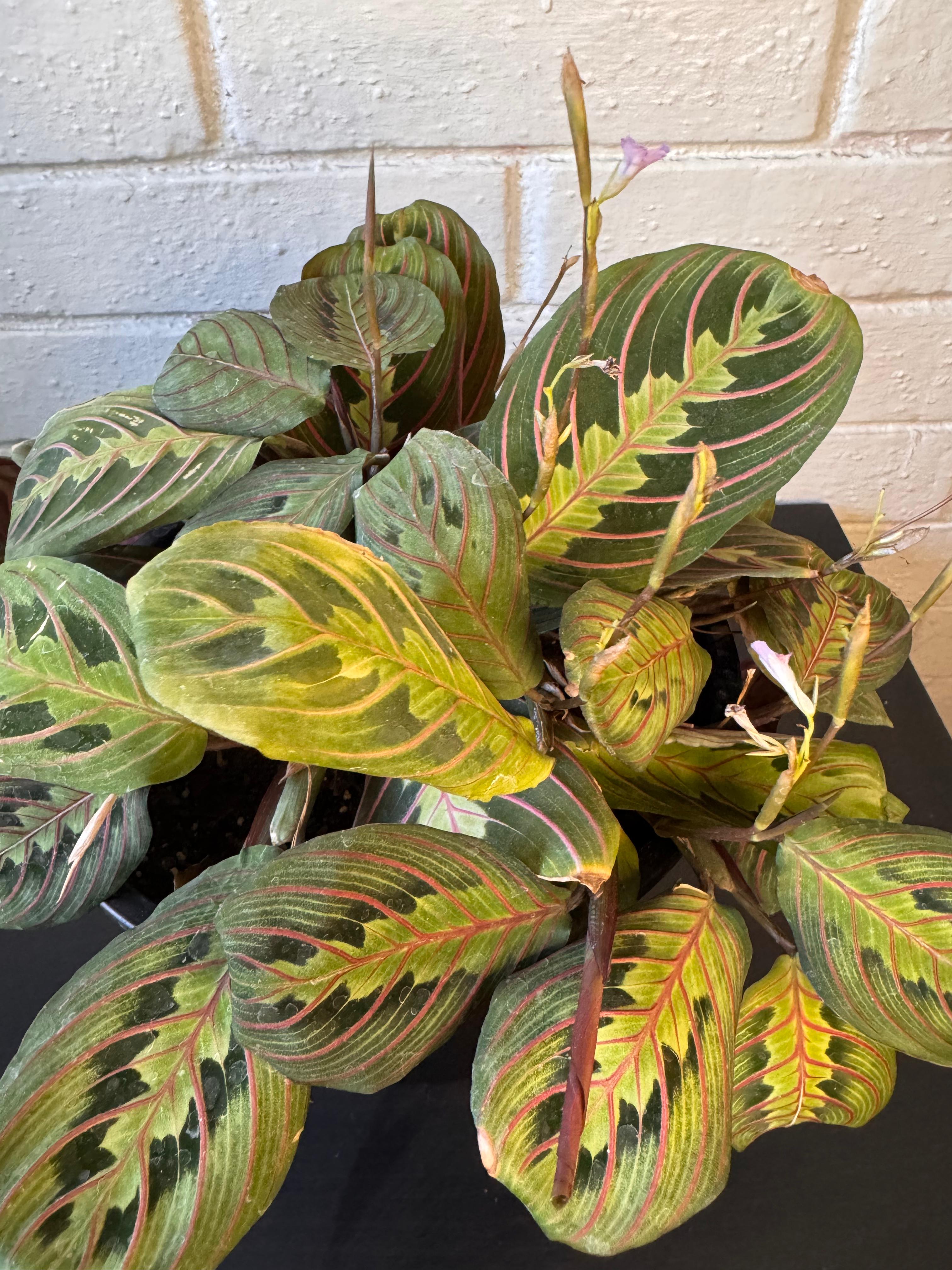 🌿 Maranta Leuconeura - Única y exclusiva
