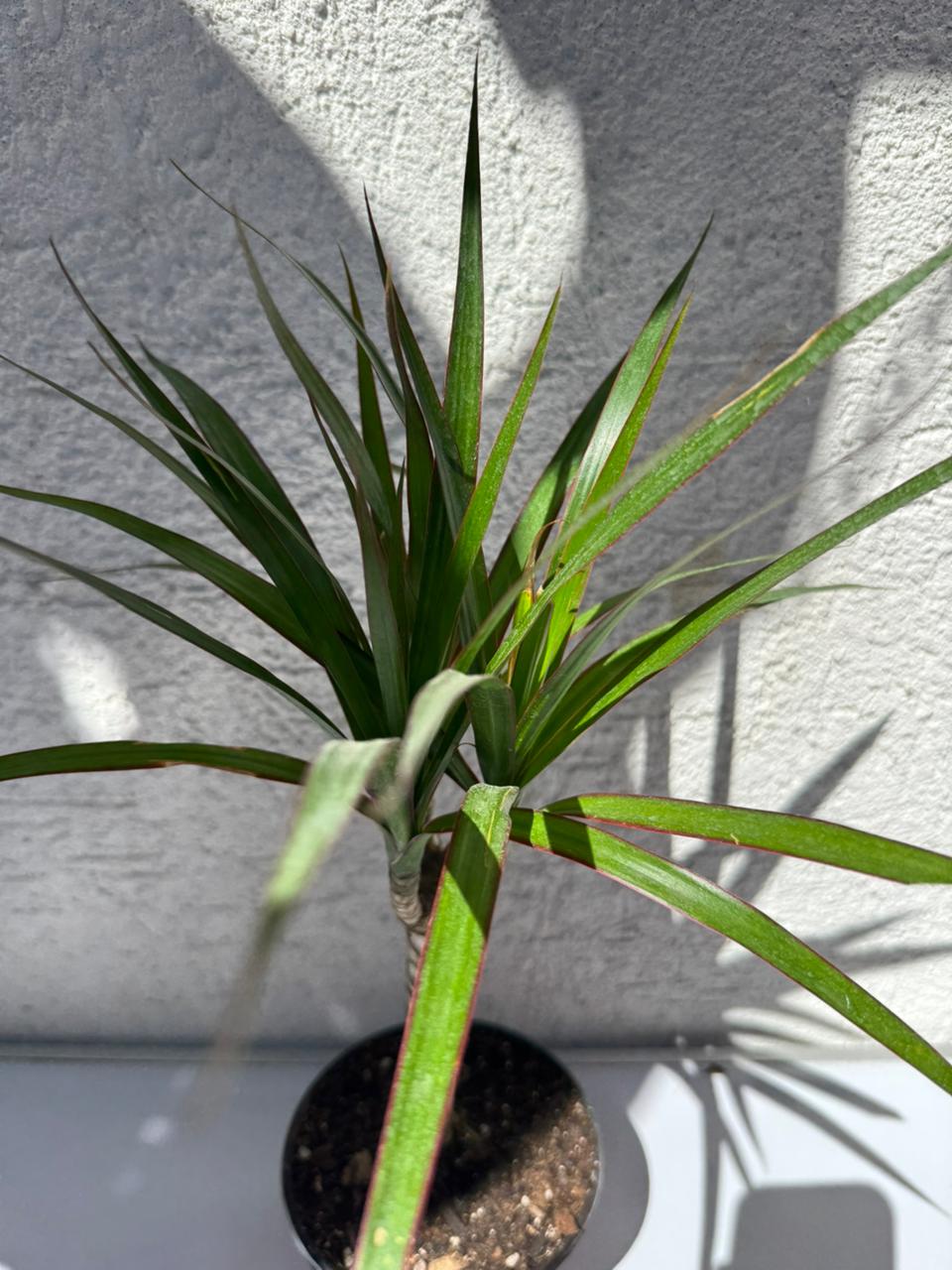🌿 Dracaena Marginata – Estilo moderno y fácil de cuidar