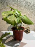 🌿 Monstera Deliciosa doble - Estética tropical