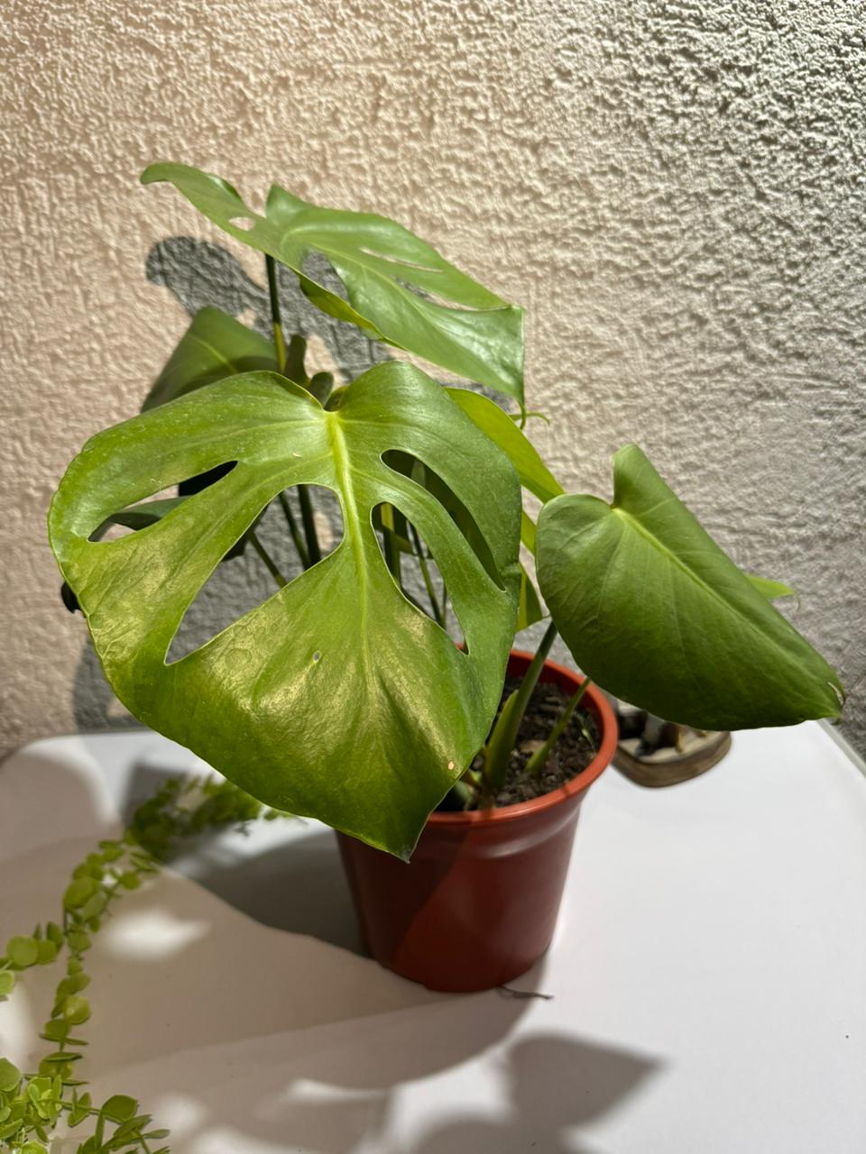 🌿 Monstera Deliciosa doble - Estética tropical