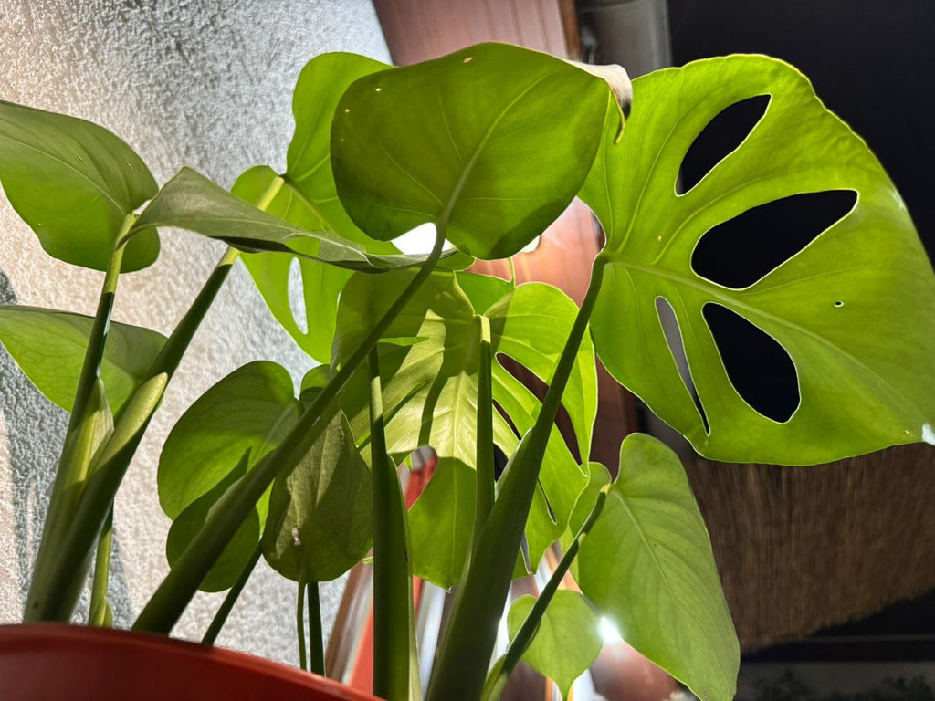 🌿 Monstera Deliciosa doble - Estética tropical