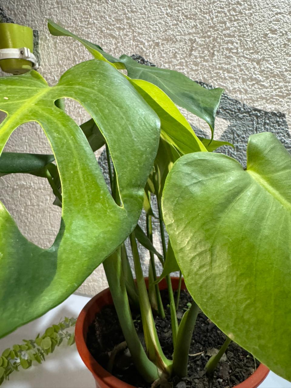 🌿 Monstera Deliciosa doble - Estética tropical