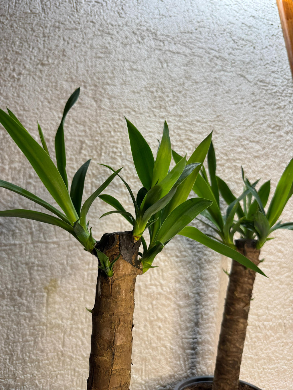 🌿 Palo de Agua – Energía, elegancia y buena vibra
