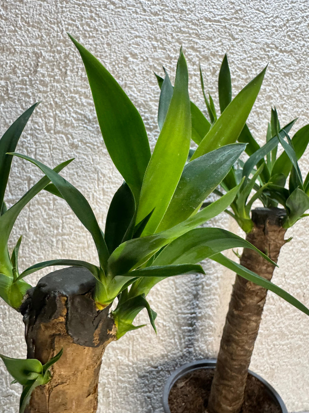 🌿 Palo de Agua – Energía, elegancia y buena vibra