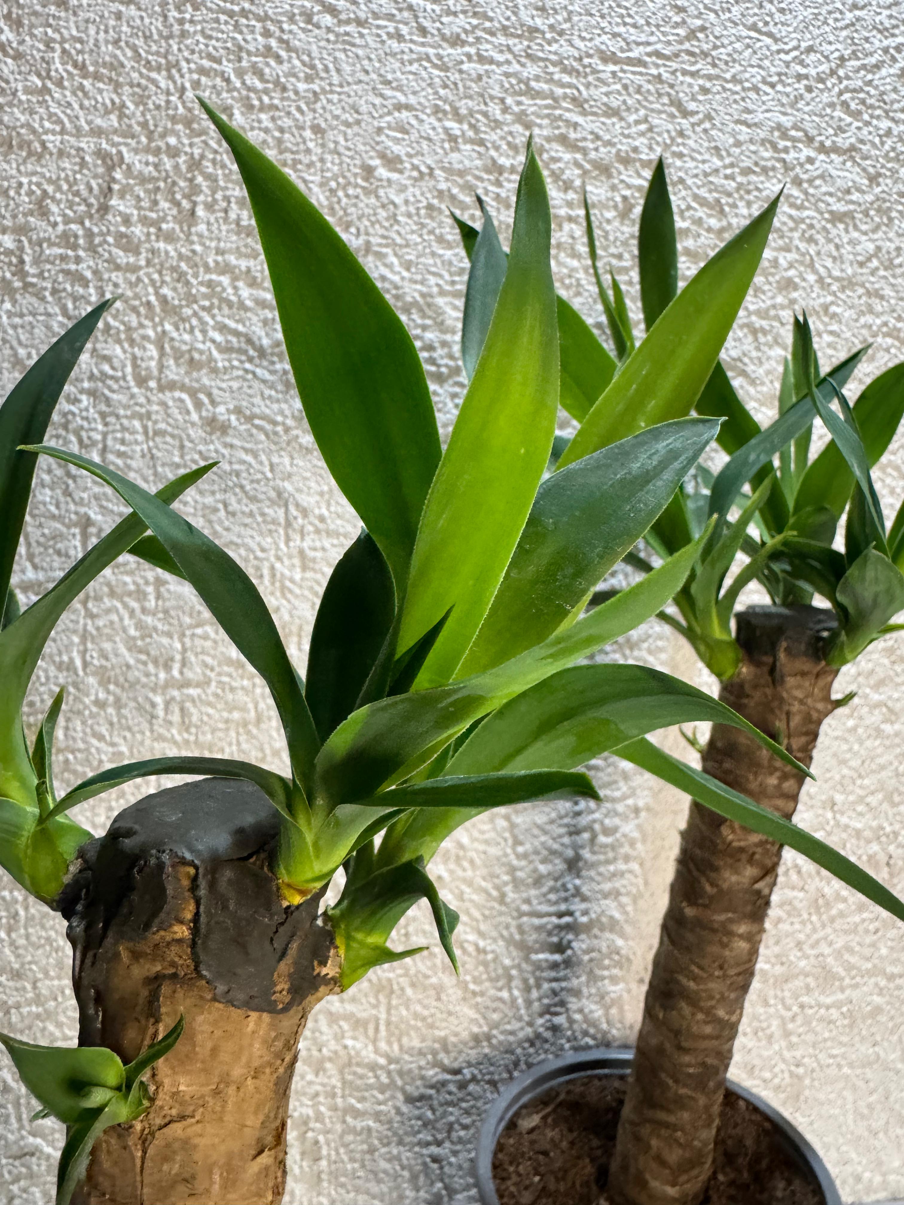 🌿 Palo de Agua – Energía, elegancia y buena vibra