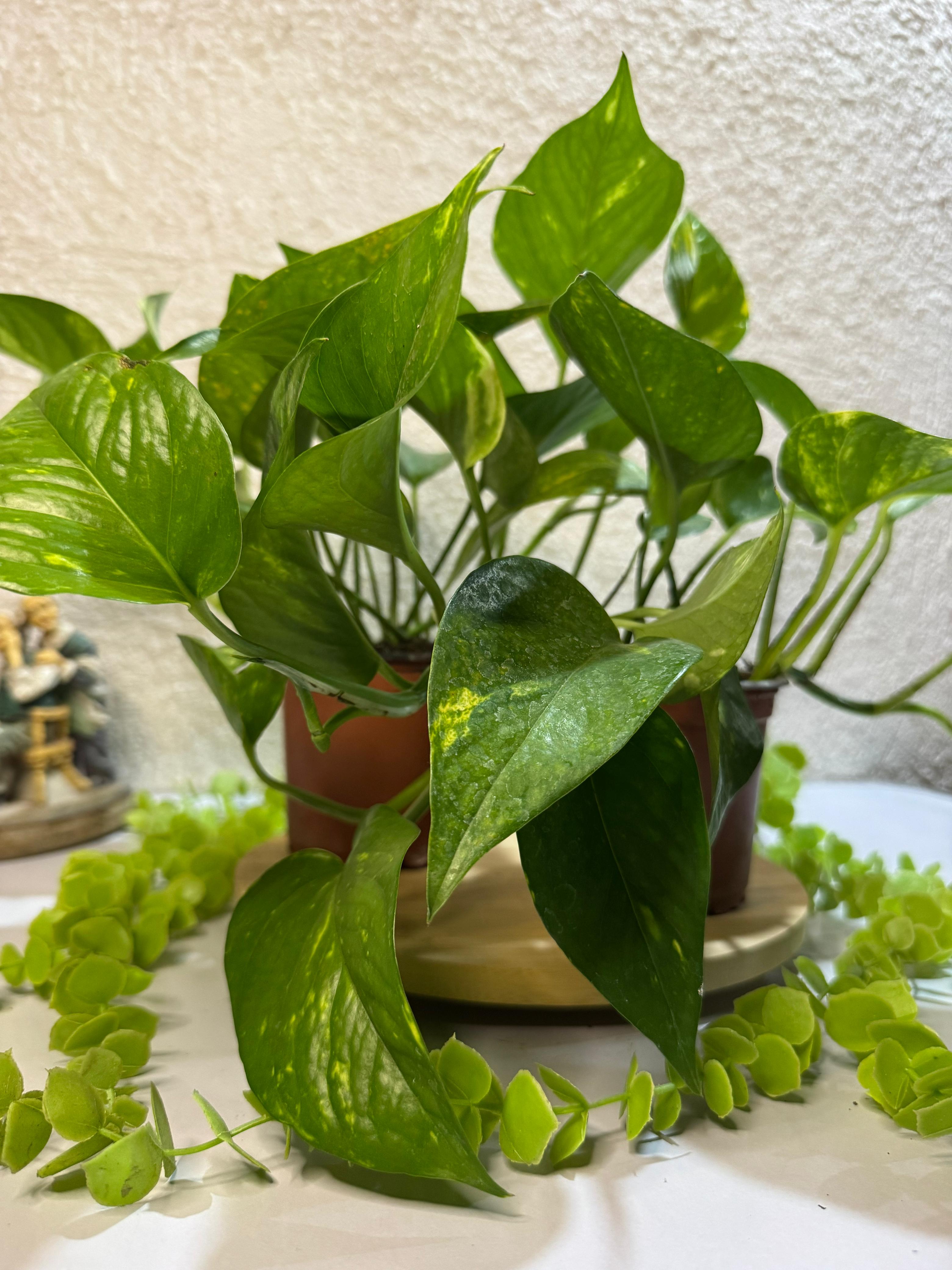🌿 Potus - Generosa y resistente