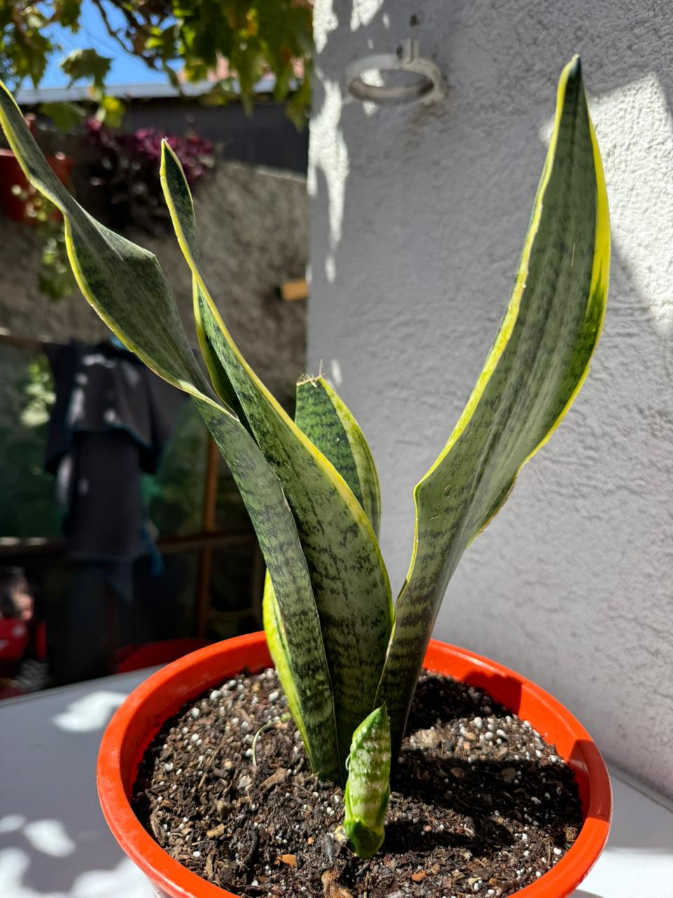 🌿 Sansevieria - Lengua de suegra