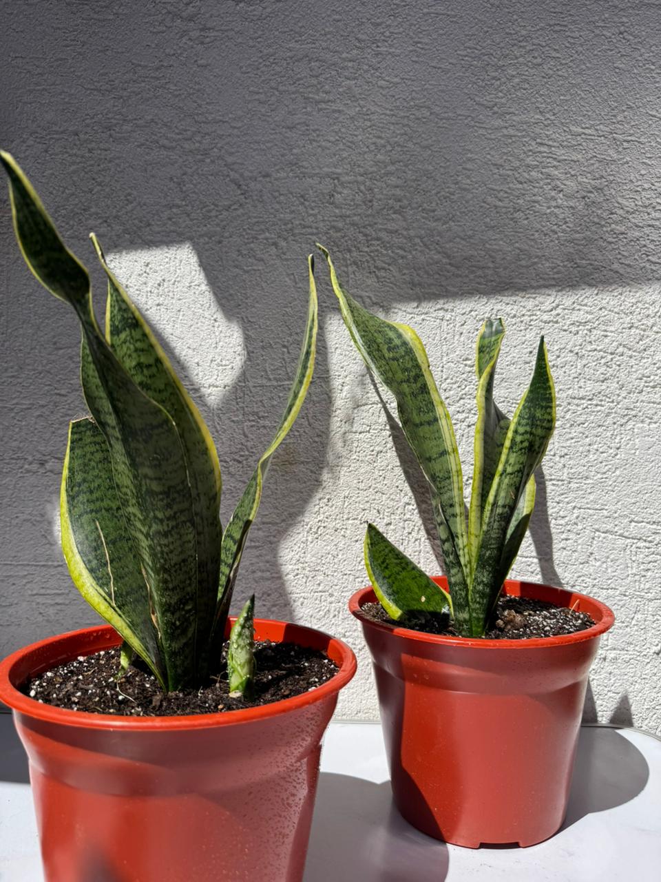 🌿 Sansevieria - Lengua de suegra