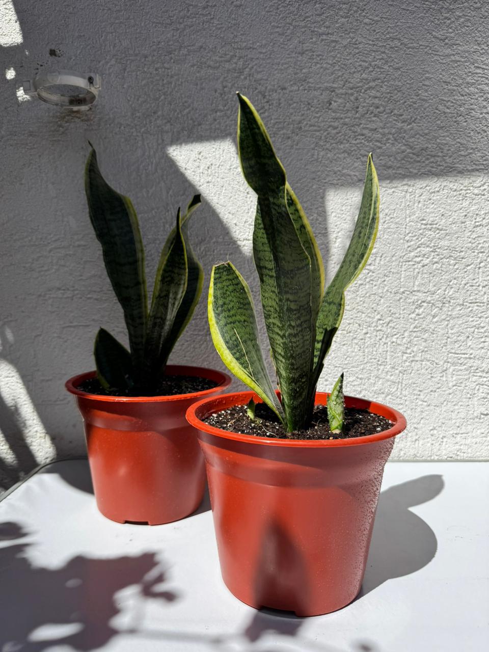 🌿 Sansevieria - Lengua de suegra