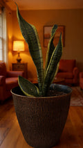 🌿 Sansevieria - Lengua de suegra